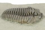 Massive, Flexicalymene Trilobite - Richwood, Kentucky #257538-3